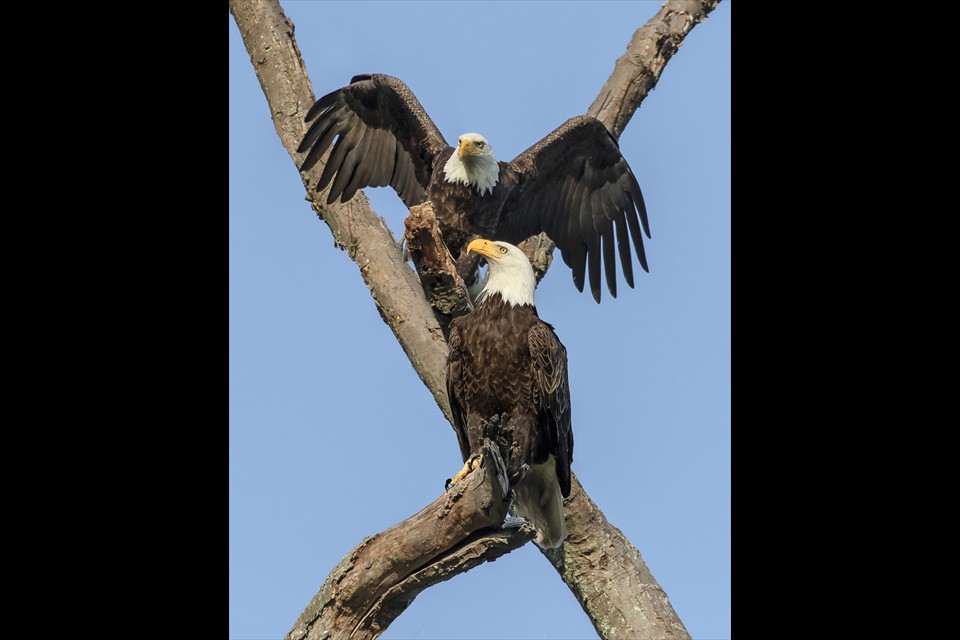 American Eagle by Theresa Cutter