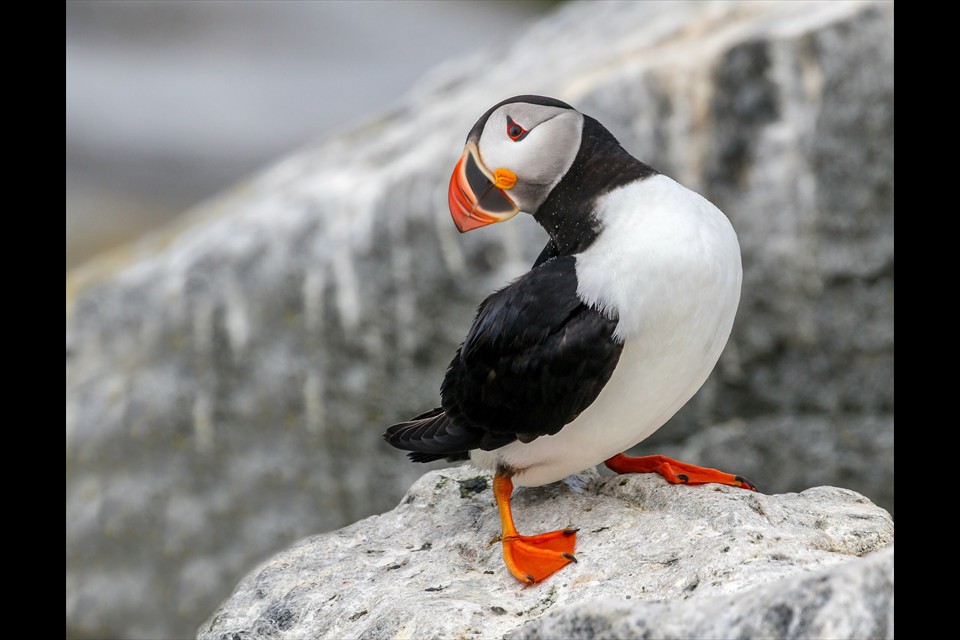 Atlantic Puffin by Theresa Cutter