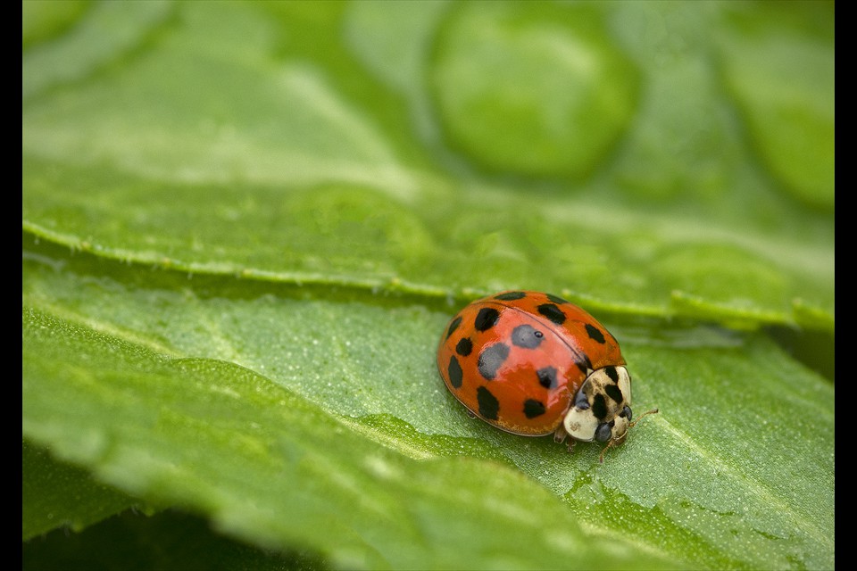 Ladybug by Pam Grafstein