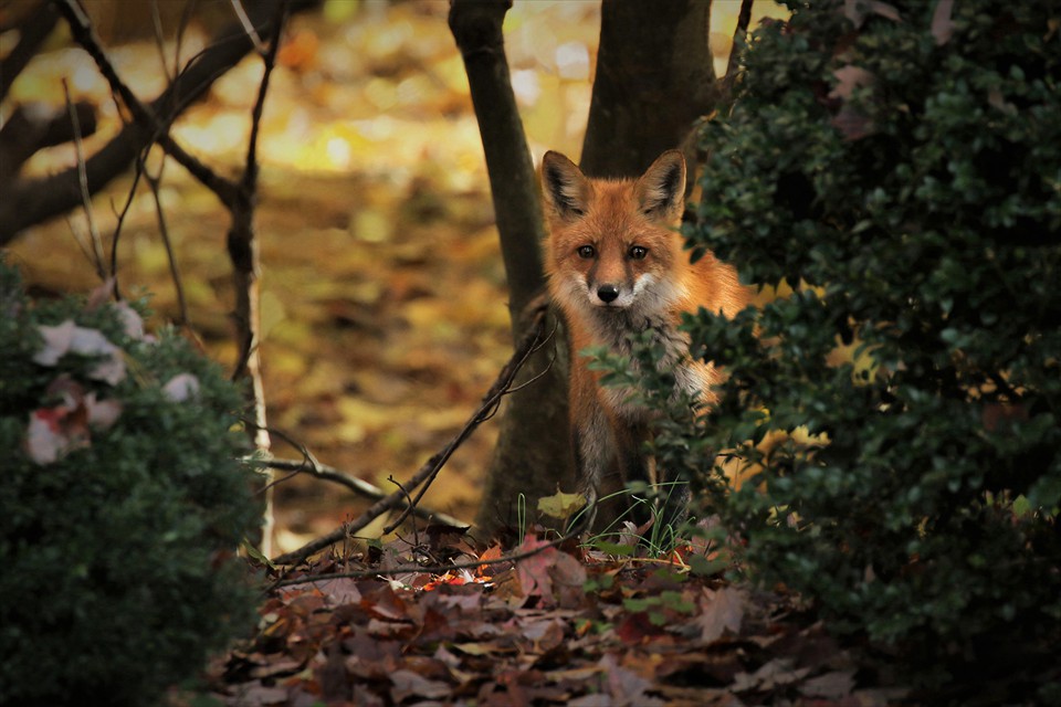 Lil Watcher In The Wood by Elaine Norman