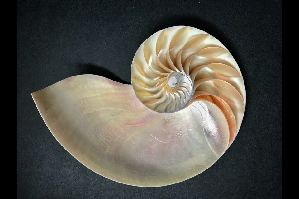 Nautilus by Ginger White