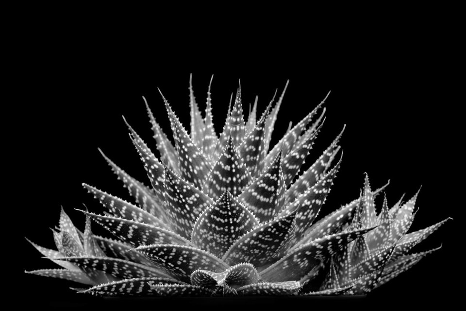 Succulent by Judy Gorab