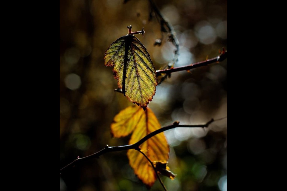 Colors of the World by Amy Persico