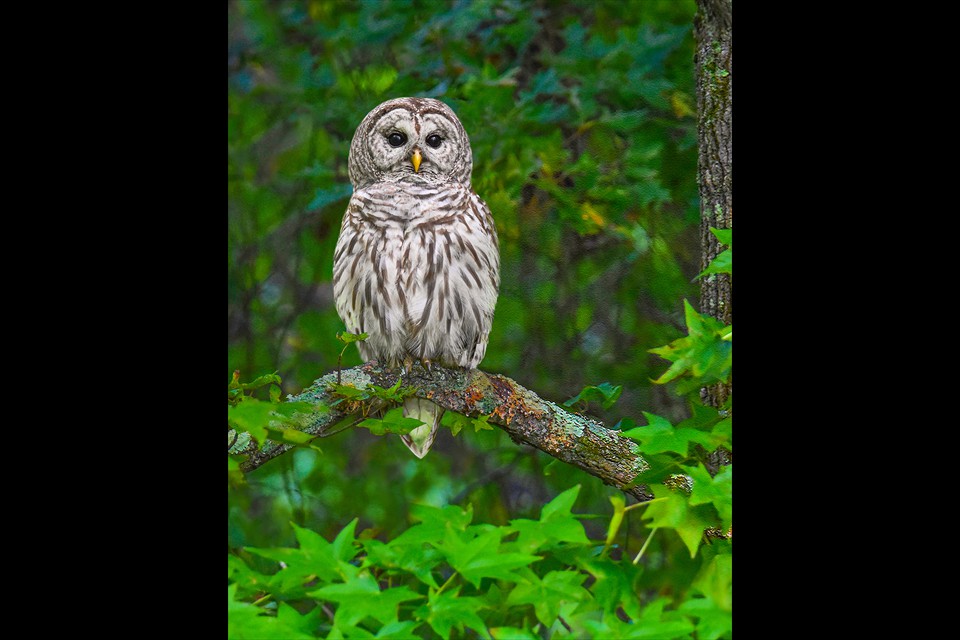 WHOOO Are You Looking At? by Leesa Beckmann