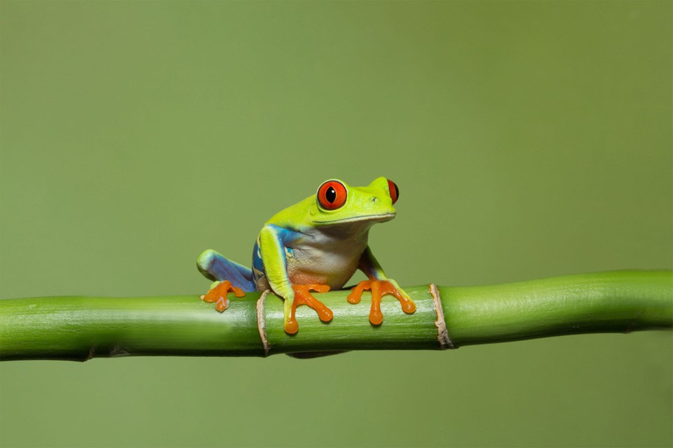 Tree Frog by Erzsi Caparotta