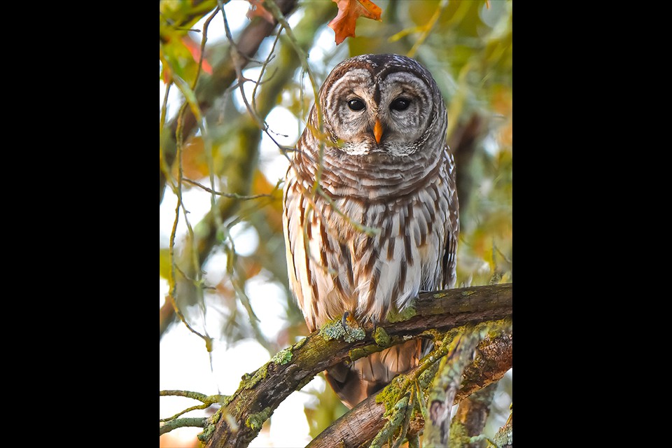 Barred Owl by Leesa Beckmann