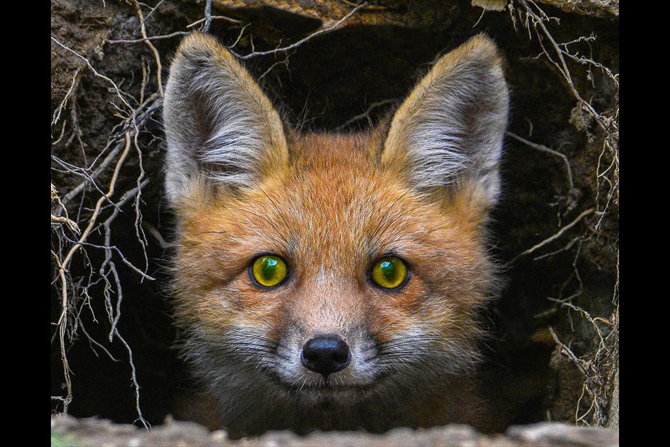 Red Fox Pup by Leesa Beckmann